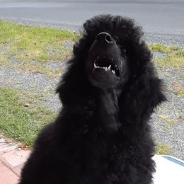 Beagles, Poodles, and Portuguese Podengo Pequenos from DK's Pups