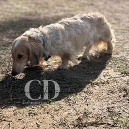 Dachshund Puppies from Camacho_Dachshunds