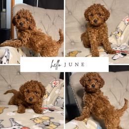 June - Red female Aussiedoodle puppy in North Olmsted, Ohio from Iron Doodles