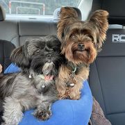 Shorkies and Yorkshire Terriers from Amanda's Yorkies and Shorkies
