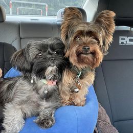 Shorkies and Yorkshire Terriers from Amanda's Yorkies and Shorkies