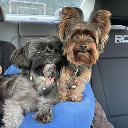 Shorkies and Yorkshire Terriers from Amanda's Yorkies and Shorkies