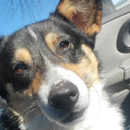 American Corgis and Pembroke Welsh Corgis from LOYAL T K9's CORGIS
