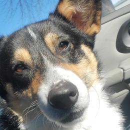 American Corgis and Pembroke Welsh Corgis from LOYAL T K9's CORGIS