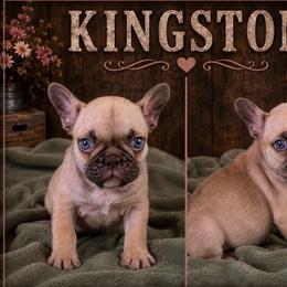 Boy 3 - Tricolors male French Bulldog puppy in Denison, Texas from Lovemyfrenchies – Stoddard Frenchbulldog's