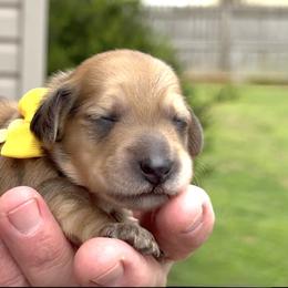 Trinity (triad, spiritual unity) - Cream female Dachshund puppy in Murfreesboro, Tennessee from Kimbrie's Dream Cream Doxies