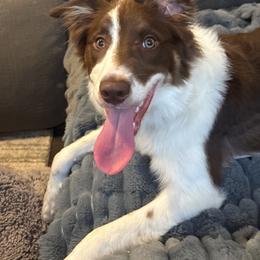 Luka - White and red male Border Collie puppy in Mckinney, Texas from Border Collies of Ruidoso