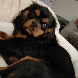 Adora - Cavalier King Charles Spaniel