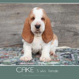 Cake - Red and white female Basset Hound puppy in Jefferson City, Missouri from Triple Hill Farm