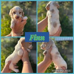 Finn - Piebald male Dachshund puppy in Wichita Falls, Texas from Long Dogs in The Falls