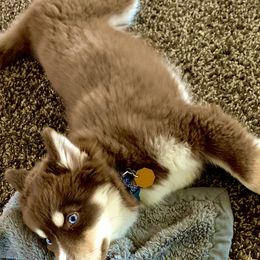 Pomskies from North Gate Pomskies