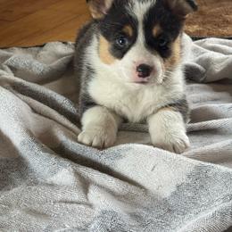 Aspen - Black and tan female Pembroke Welsh Corgi puppy in Axtell, Nebraska from Lost Creek Corgis
