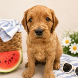 Ginger - Red  female Goldendoodle puppy in Rocky Point, North Carolina from CelticDoods