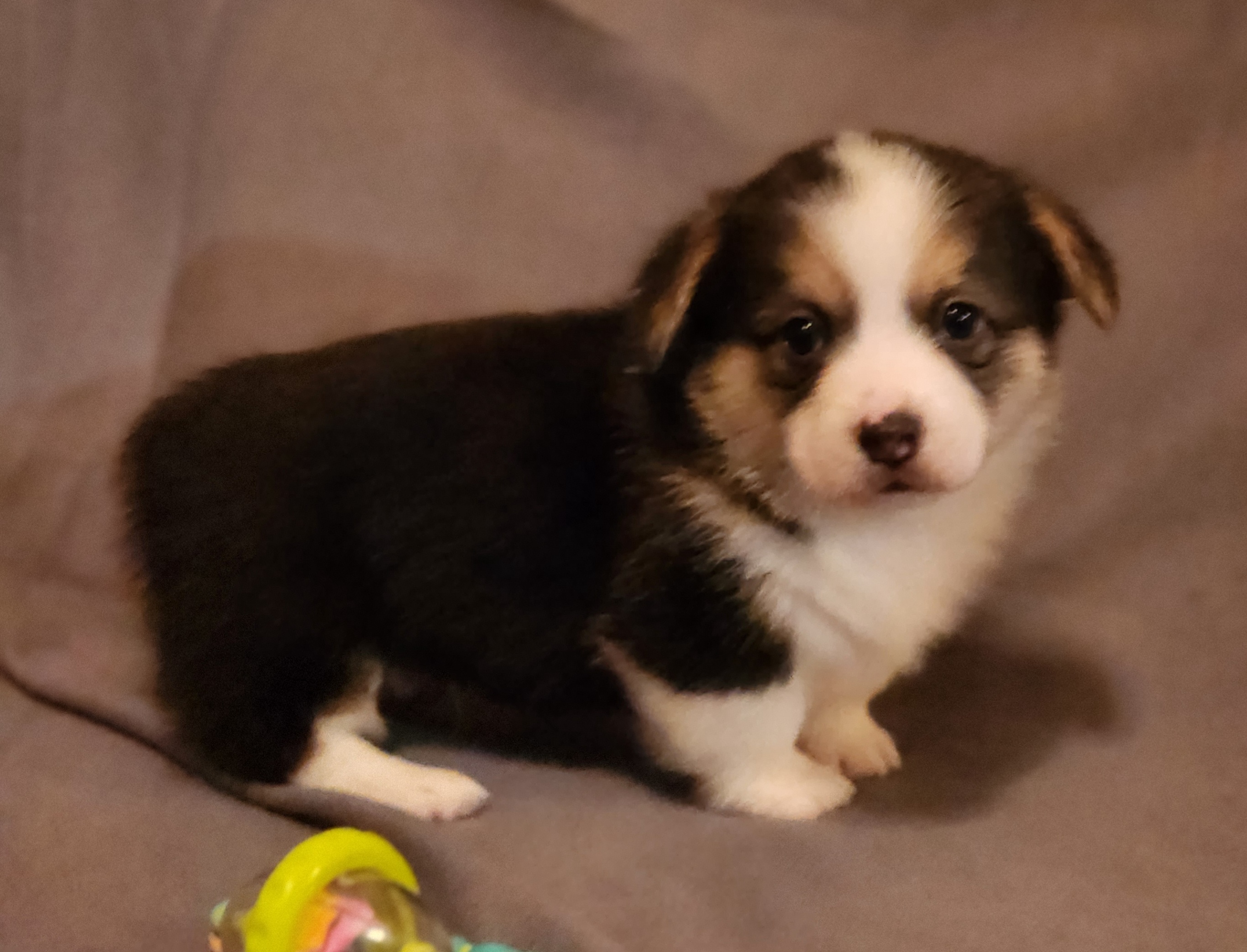 Labrador Retriever and Pembroke Welsh Corgi Puppies from White Star Corgis