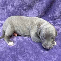 Avalanche - Blue female Whippet puppy in Gentry, Arkansas from Mardel Robeson of Mulberry Hollow Whippets