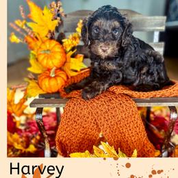 Harvey - Australian Labradoodle puppy from Saving Grace Labradoodles
