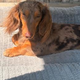 Mia 💘 - Dachshund