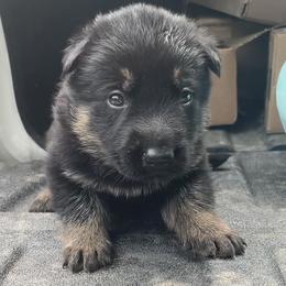 Dachshund and German Shepherd Puppies from Illyria Dox & GSD