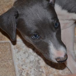 Whippet Puppies from Horsetooth Whippets