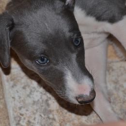 Whippet Puppies from Horsetooth Whippets