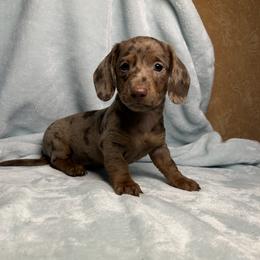 Casper - Dapple male Dachshund puppy in Norco, California from Norco dachshunds
