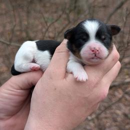 Symphony - Black and white male Shihpoo puppy in Coshocton, Ohio from Forever Family Puppies