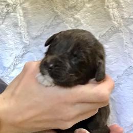 Bunn - Brown male Newfoundland puppy in Dalton, Ohio from Newfforu