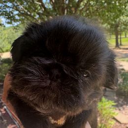 Jelly - Red male Shih Tzu puppy in Big Sandy, Texas from Heart and Soul Shih Tzu