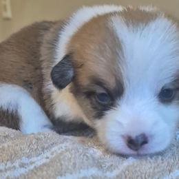 Maisy - Sable female Pembroke Welsh Corgi puppy in Checotah, Oklahoma from Skoal Creek Corgi's