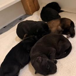 Boy 2 - Black and tan male German Shepherd puppy in Grantsville, Utah from Vom Haus Denfors K9 - Working German Shepherds