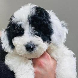 Glacier - White female Sheepadoodle puppy in Spokane, Washington from Downriver Doodles