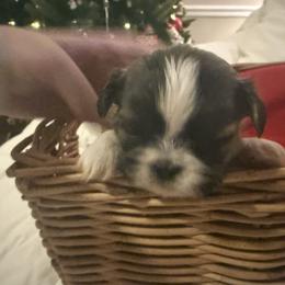 Daisy - Brindle female Shih Tzu puppy in Huntsville, Alabama from Sunnybrook Shih Tzu