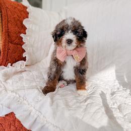 Corregidor - Tri-color male Bernedoodle puppy in Cold Spring, Minnesota from A.N.A. Doodles