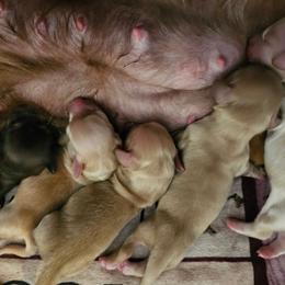 Cracker Jack - Red male Dachshund puppy in Lebanon, Oregon from Willow Moons Dachshunds