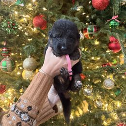 Gisele - Black and red female German Shepherd puppy in Canton, Texas from WILDWOOD GERMAN SHEPHERDS