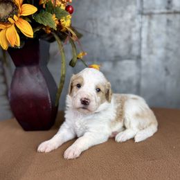 Frieda - Red female Pyredoodle puppy in Bowling Green, Ohio from FDF Pyredoodles & Bernedoodles