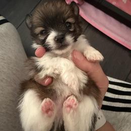 Panda Bear - Tri-colored male Pomeranian puppy in Cheektowaga, New York from Luxe Legacy Pomeranians