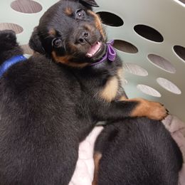 Camaro - Black and rust Rottweiler puppy in Girard, Ohio from Roman's Empire Rottweilers