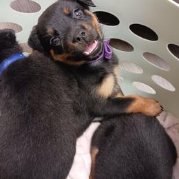 Camaro - Black and rust Rottweiler puppy in Girard, Ohio from Roman's Empire Rottweilers