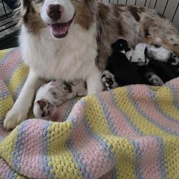 Miniature Australian Shepherd puppies from Wee Aussies