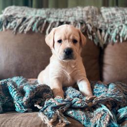 Fletcher - Yellow male Labrador Retriever puppy in Sweet Home, Oregon from Knotty Creek Labradors
