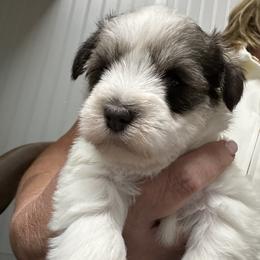 Miniature schnauzer - Parti male Miniature Schnauzer puppy in Advance, North Carolina from Sugar Kookie Schnauzers