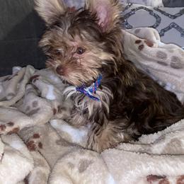 Yorkshire Terrier Puppies from Heart of Georgia Yorkies