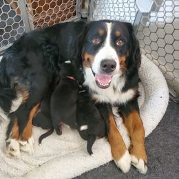 Bernese Mountain Dog puppies from King Swiss Acres of North Texas