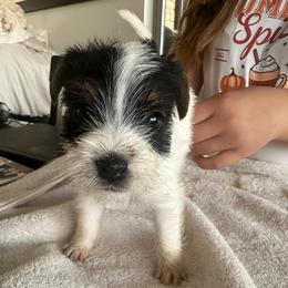 Girl 2 - Tri-colored female Parson Russell Terrier puppy in Peabody, Kansas from SouthFork Ranch