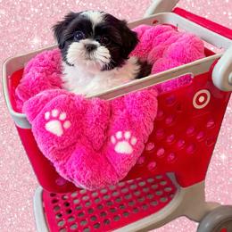 Shichon and Shih Tzu Puppies from Angie’s Teddy Bear Puppies Minnesota