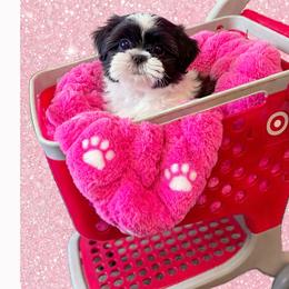 Shichon and Shih Tzu Puppies from Angie’s Teddy Bear Puppies Minnesota