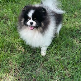 Tuxedo - Pomeranian