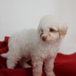Glacier - Parti male Goldendoodle puppy in Pleasant Grove, Utah from Canterbury Canines
