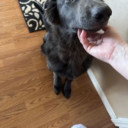 German Shepherd Puppies from Devon Rugerio's German Shepherds